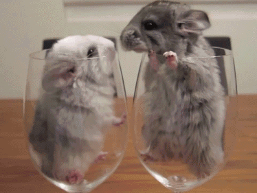 hampsters