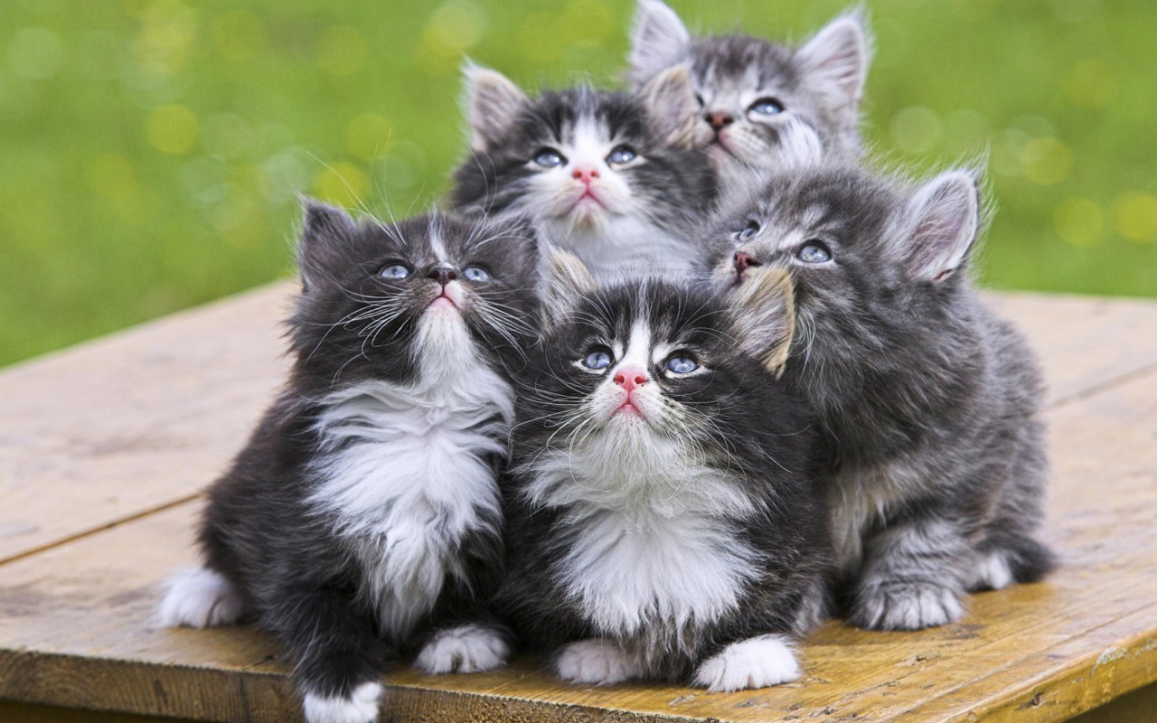 kittens