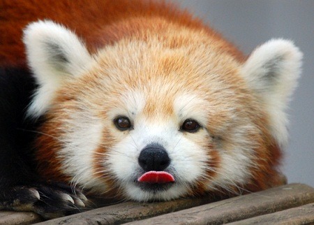 baby red pandas