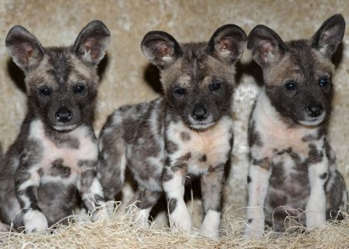 baby african wild dogs